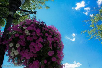 Blue sky over street flowers in Pottstown