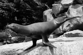 Sea lion posing