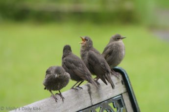 Birds singing open beak