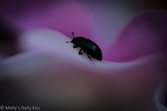 Black bug on a rose petal