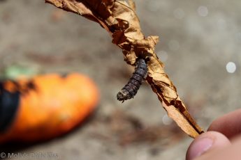 Caterpillar crawling out of leaf