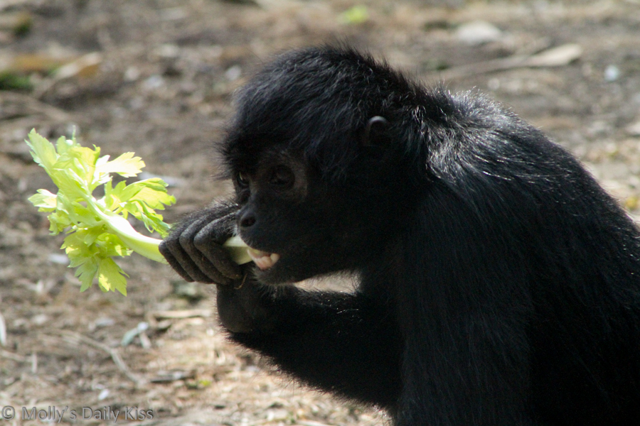 Monkey eating celery