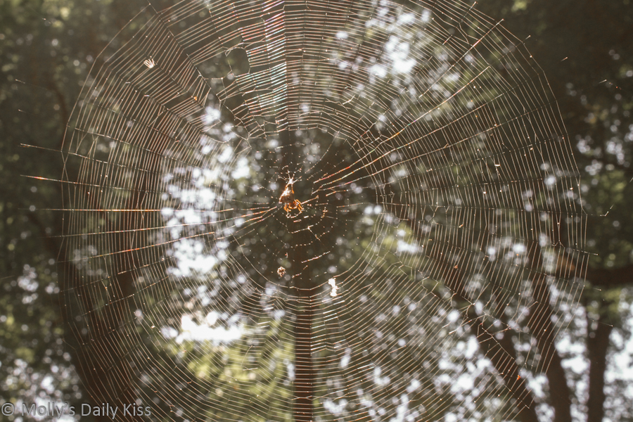 Spiders web with sunshine