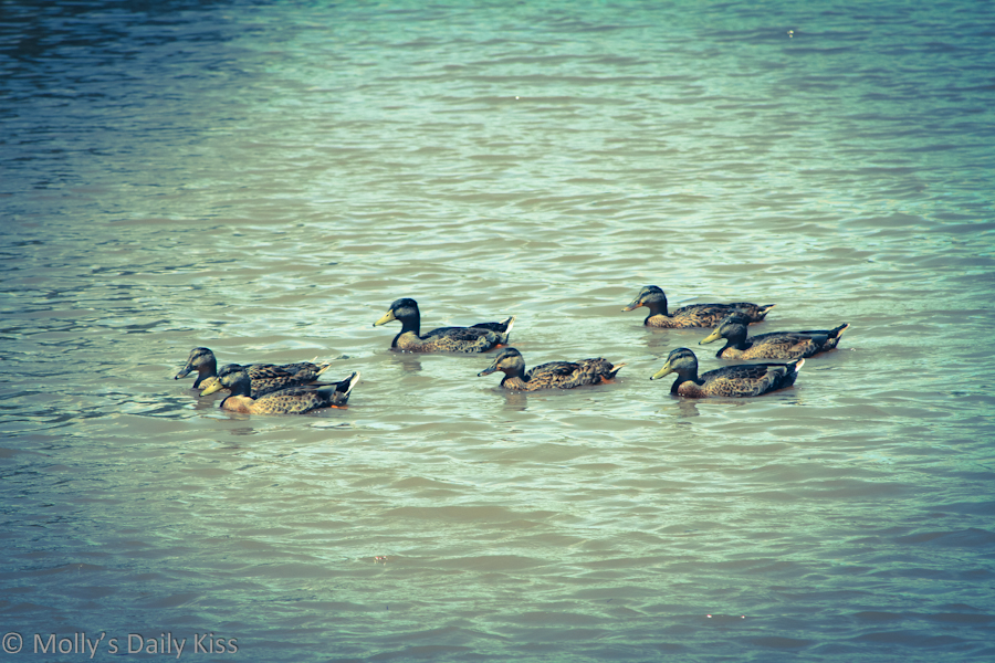 Family of ducks on pond