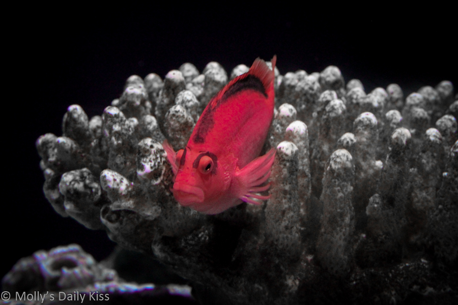 Red fish in the coral