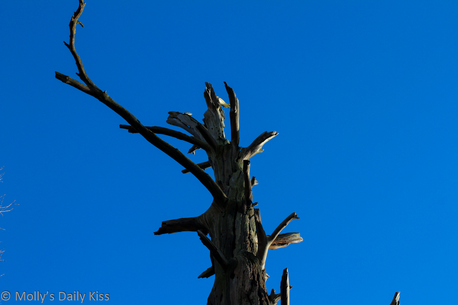 Dead tree against a bright blue sky