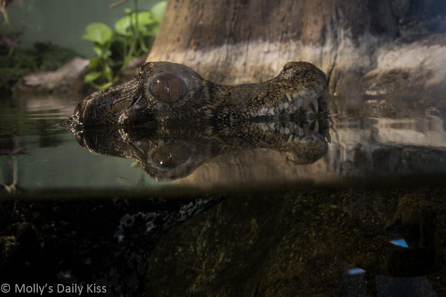 Reflection of baby crocodile 