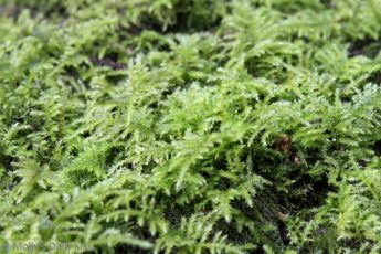 Close up shot of moss in the woods
