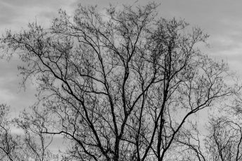 Winter tree in black and white