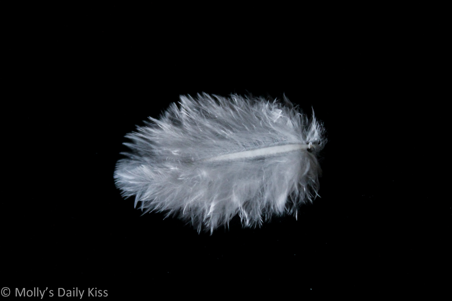 Macro shot of a white feather
