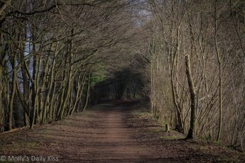 Winter path through woods