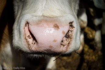 Close-up of cow nose