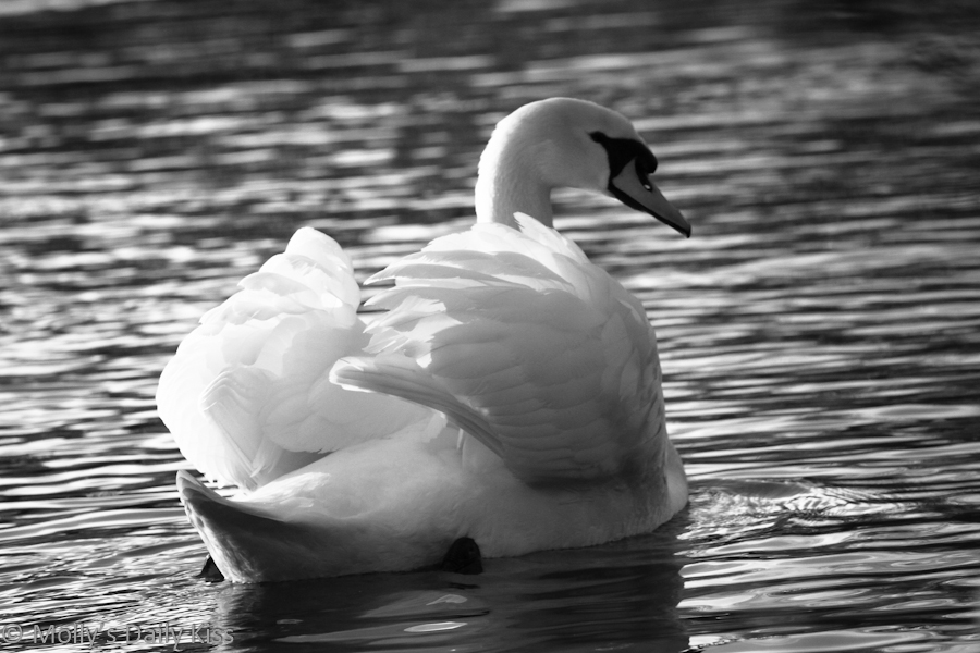 Black and white of a swan