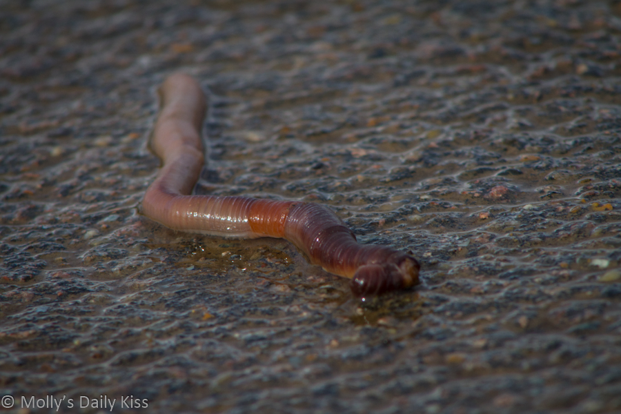 Macro shot of a worm on a path