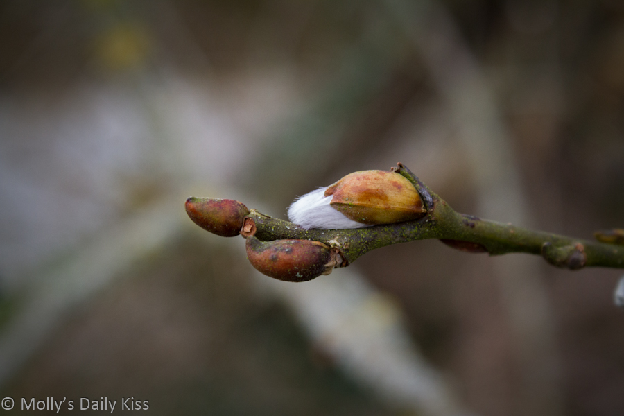 Early spring bud