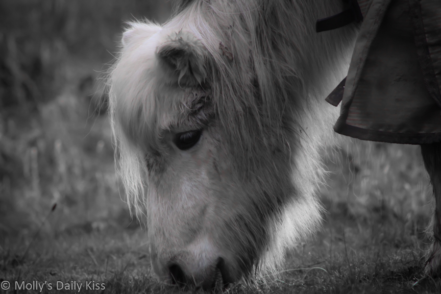 White pony in black and white