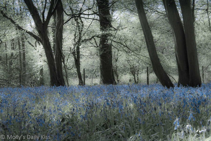 Bluebells woods