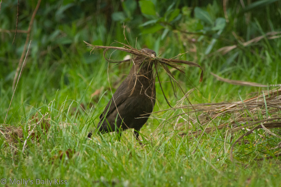 Blackbird with nest building material in its beck