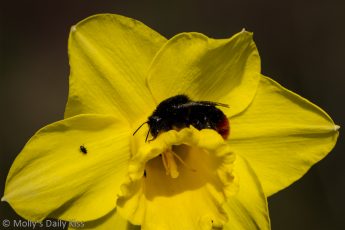 Bee sitting on a daffodil