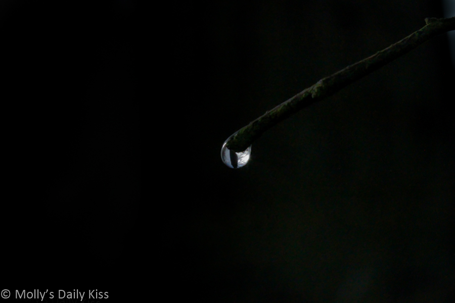 Droplet of rain on stalk