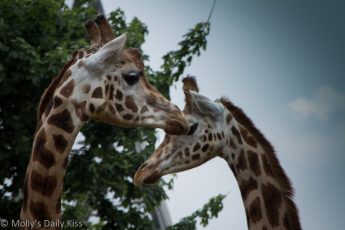 Two Giraffes in London zoo