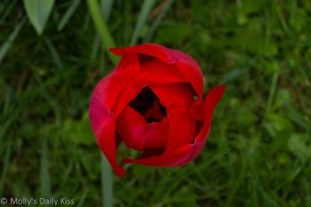 Looking down on a red tulip
