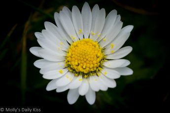 Macro shot of lawn daisy