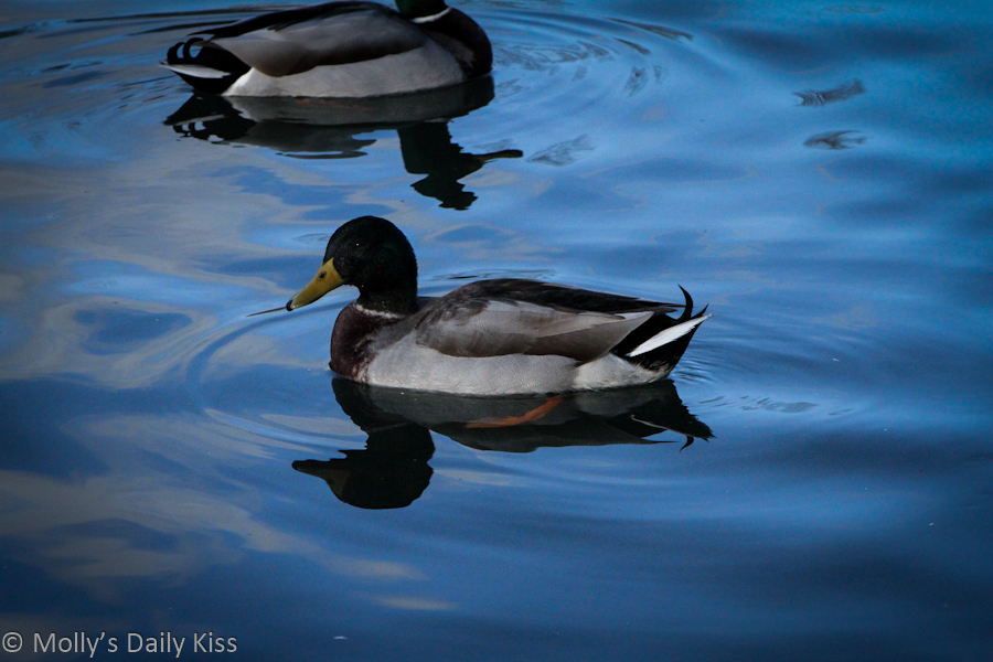 reflection of a duck in blue water