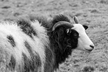 Black and white image of a rough coated sheep