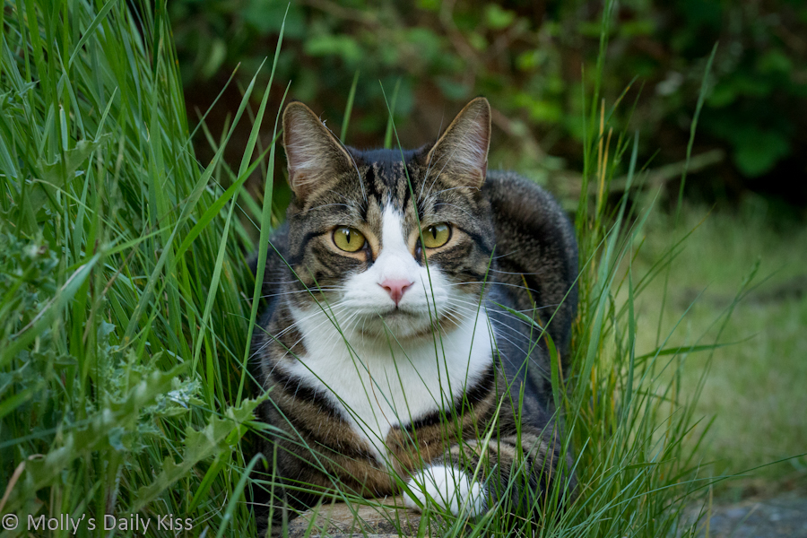 Tabby and white cat sitting in long grass