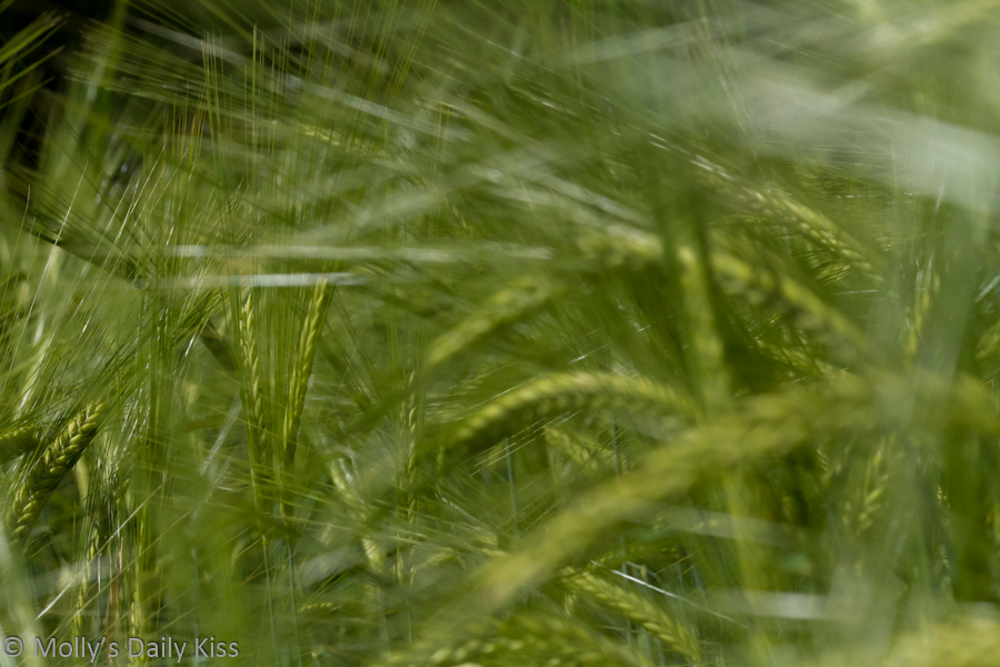 macro shot through wheat field