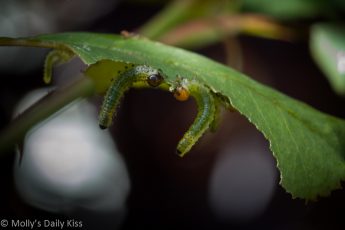 caterpillers eating leaf