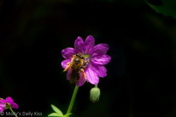 Bee on small purple flower