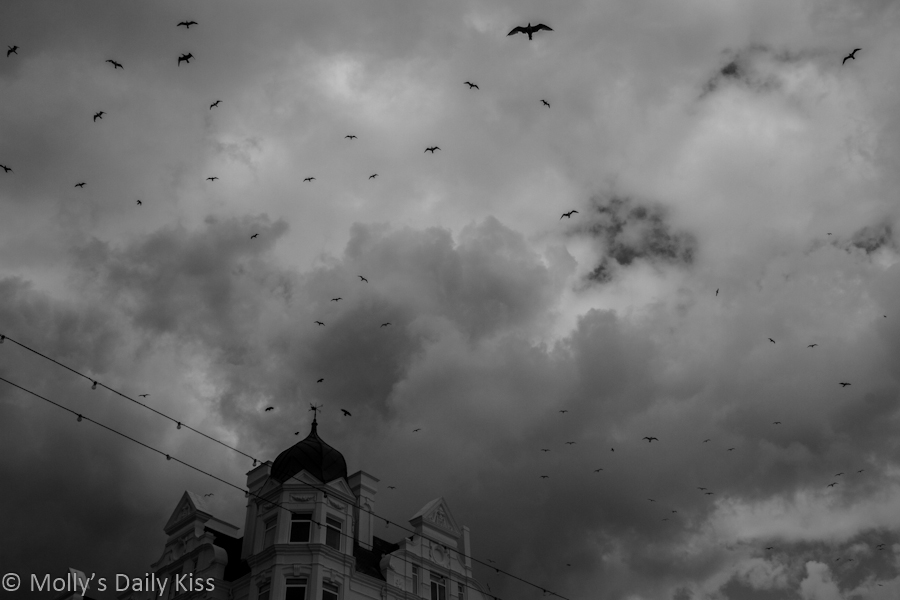 Swarm of birds in stormy sky