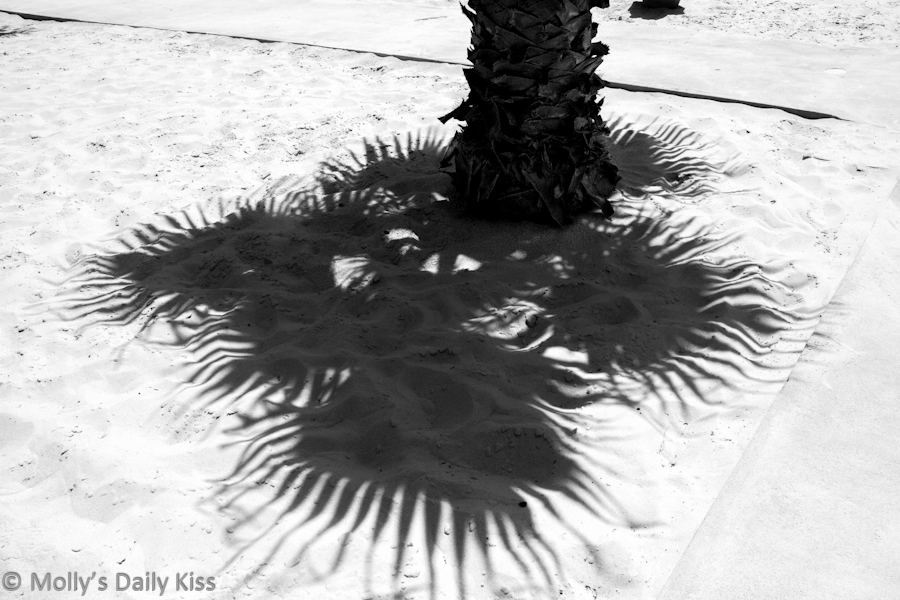 Shadow of palm tree on the beech