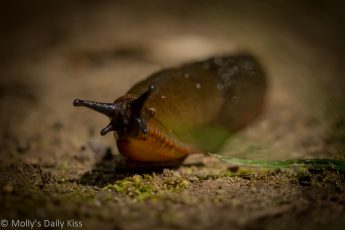 Macro shot of slug