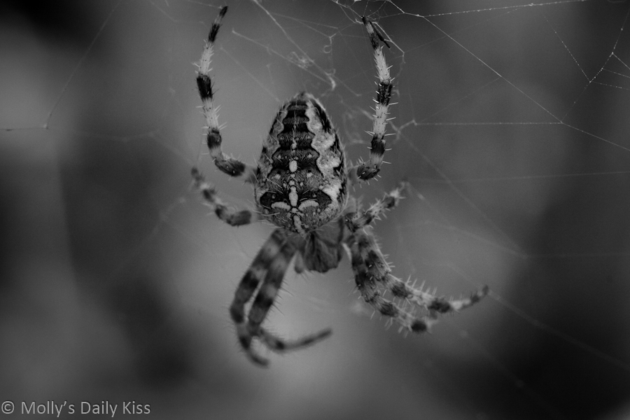 Black and white macro shot of spider in its web
