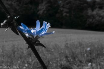 Blue cornflower against plowed field