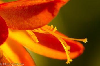 Petals of flame orange flower