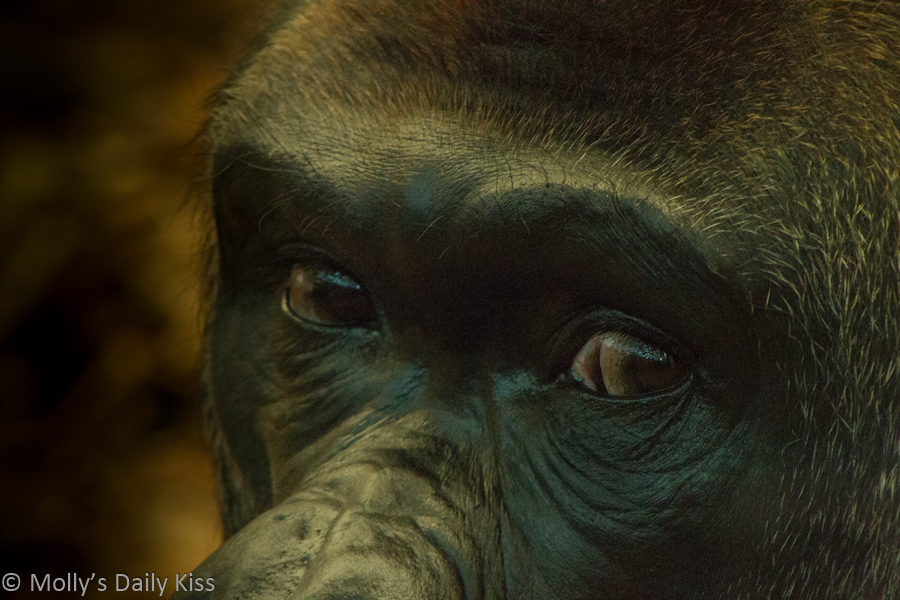 Close up shots of Gorilla eyes