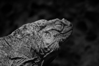 Black and white of a giant Lizard