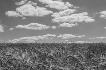 Black and white of wheat field