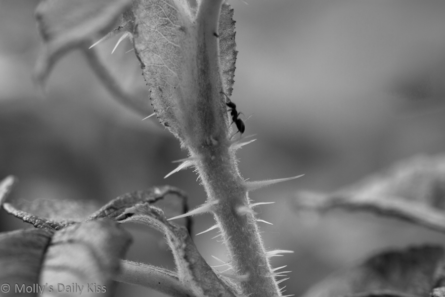 Black and white macro shot of ant