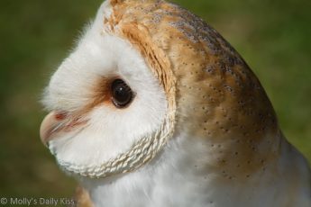 Close up of barn owl