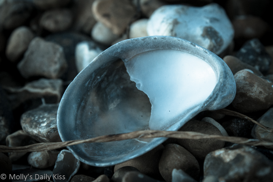 Macro shot of sea shell