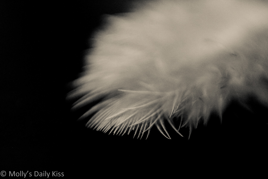 Macro shot of white feather
