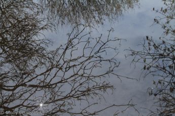 Trees reflected in a puddle