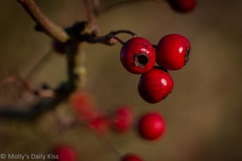 Red berries in hedgerow