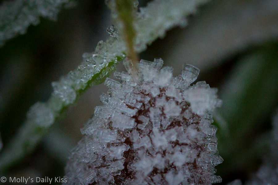 Ice in macro on blades of grass