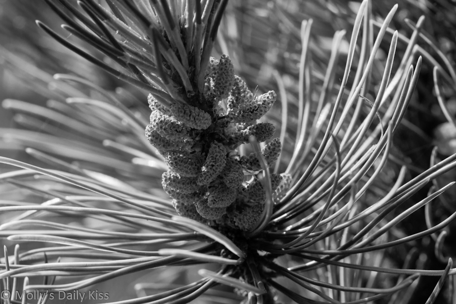 Pine seeds black and white